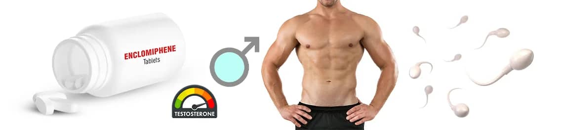 enclomiphene for men in a webp image