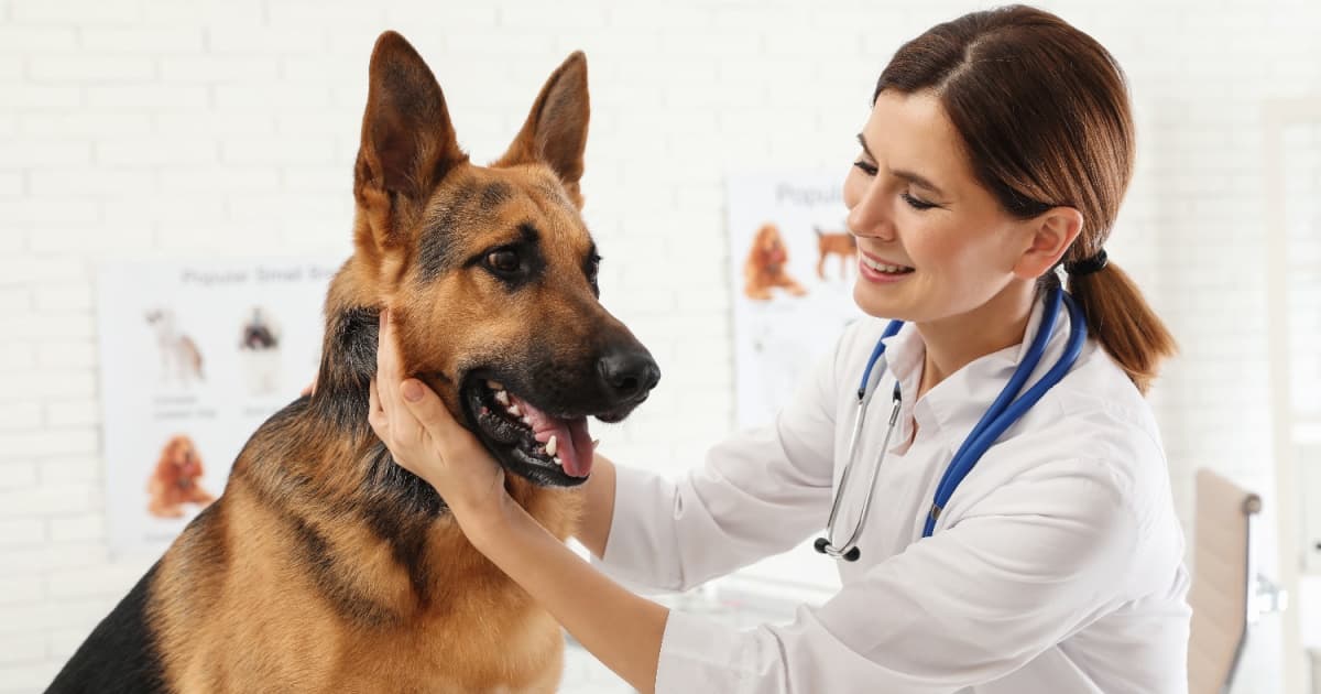 Gabapentin For Dogs