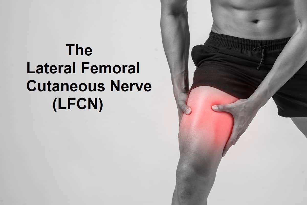 The Lateral Femoral Cutaneous Nerve (LFCN)