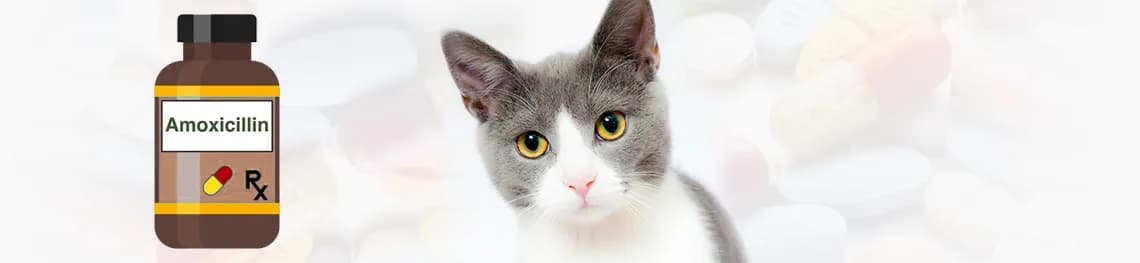 can i give amoxicillin to cats in a webp image