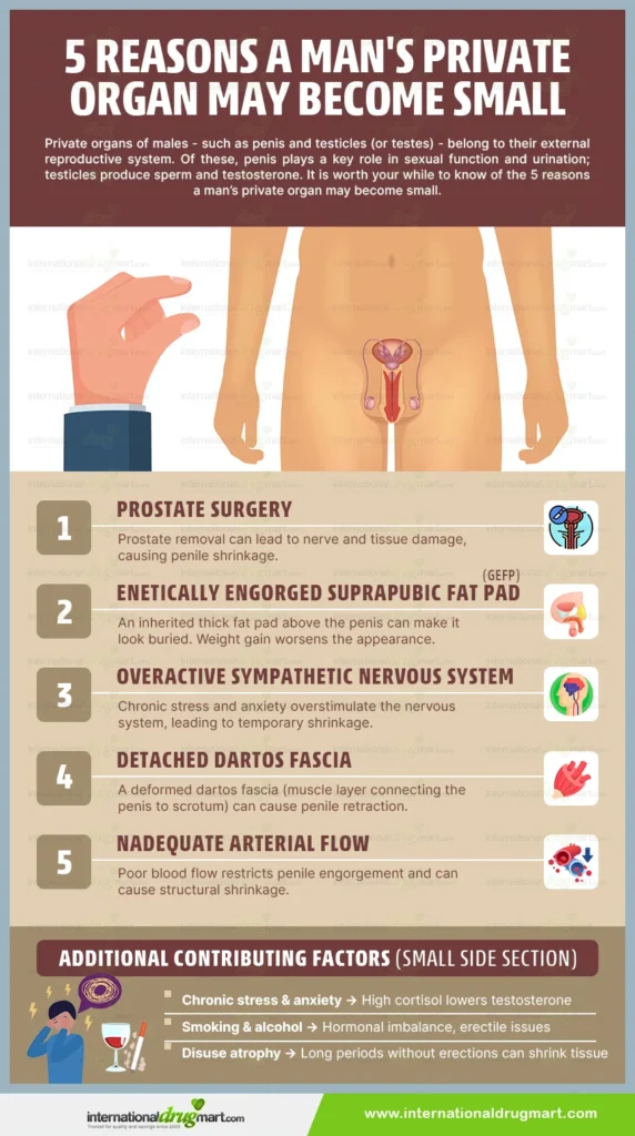 5 reasons a man's private organ may become small in a webp image